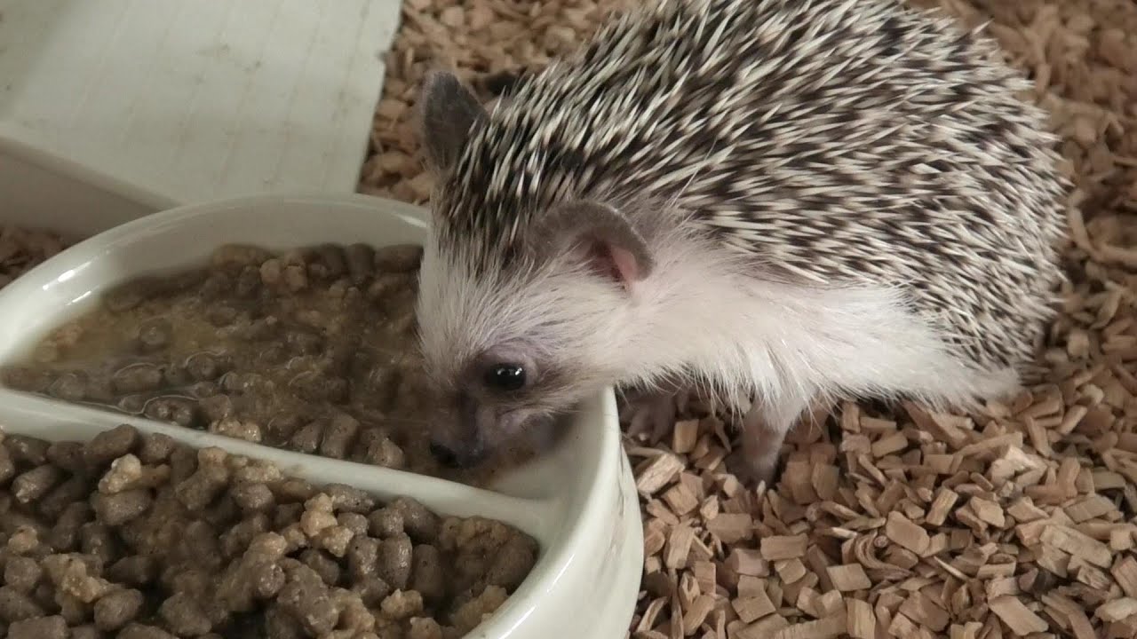 ムシャムシャ食べるハリネズミ Hedgehog Eating Movie Youtube