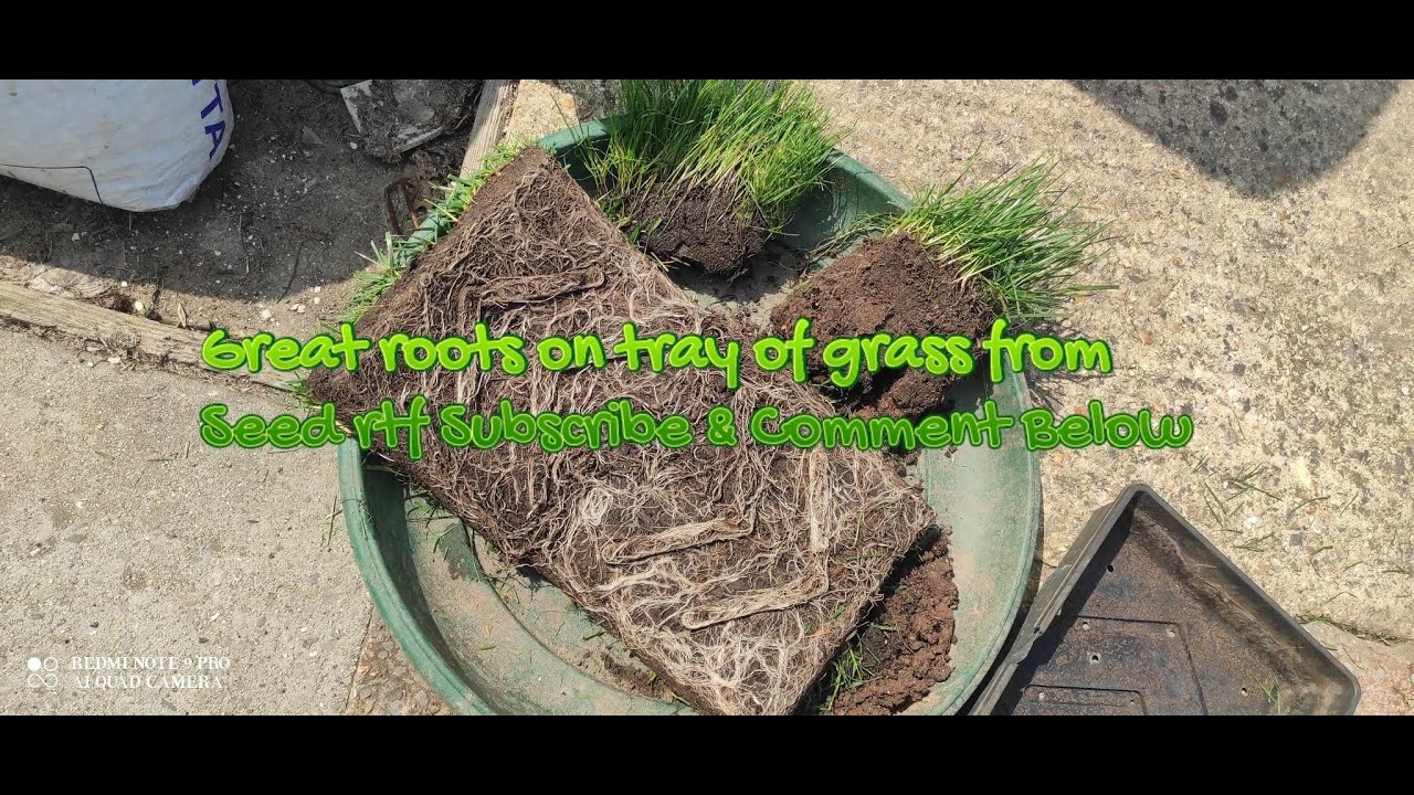 Part 3 seed trays deep roots plus show roots lawn lawncare rtf 