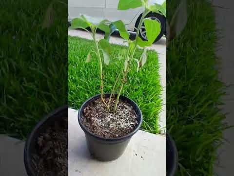 Sunflower series season 2 pt.44! #garden #series #growth #plants #sunflower #gardening #flowers