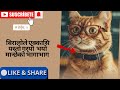एक्कासि बिरालो यस्तो गर्दियो
