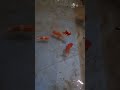 Happy Fish #shorts