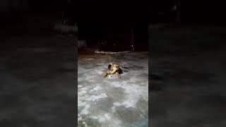 German Sheppered Dog