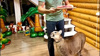 видео: 10 ЛЕТ!!! Happy birthday PUMA MESSI!! Первый круглый юбилей кота! картинка: 10 ЛЕТ!!! Happy birthday PUMA MESSI!! Первый круглый юбилей кота!