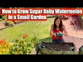 How to Grow Sugar Baby Watermelon in a Small Garden in a Raised Bed or Container