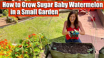 How to Grow Sugar Baby Watermelon in a Small Garden in a Raised Bed or Container