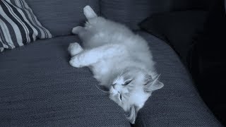 Ragdoll Kitten Sleeps on The Middle Of Sofa by Juniper Ragdoll 179 views 5 years ago 4 minutes, 17 seconds