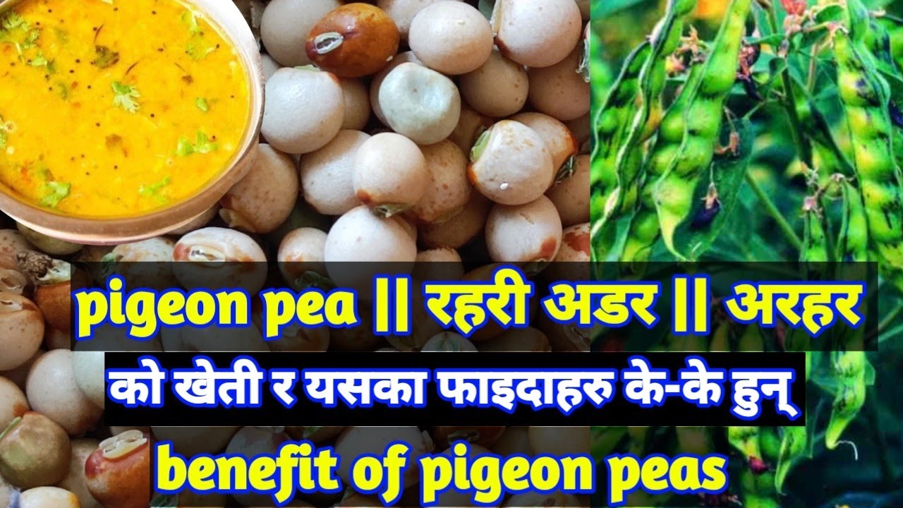 pigeon pea रहरी अडर अरहर को खेती र यसका फाइदाहरु Benefit of