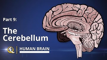 Cerebellum - Human Brain Series - Part 9