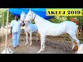 SAI STUD FARM || AKLUJ Horse Market || Maharashtra