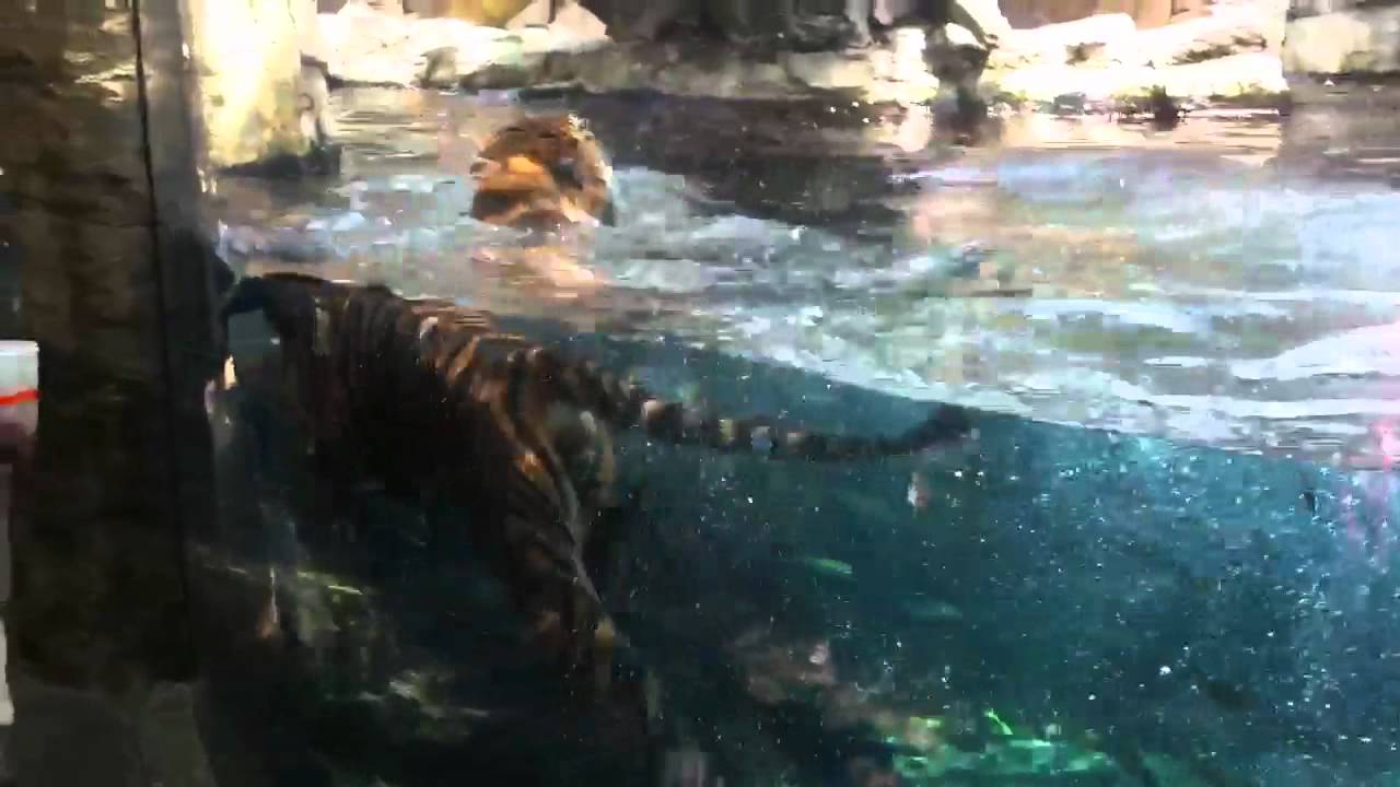Image Result For Denver Aquarium Image Result For Denver Aquarium