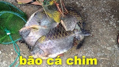 KÊNH TÀU HŨ || TRÚNG Ổ CÁ CHIM | GIẬT CÁ MỎI TAY