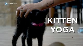 Kitten Yoga to bring awareness to kitten who need homes