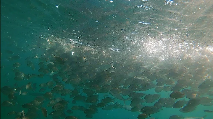 Pag-aalaga at Pagpapakain Ng Samaral | Na Humigit 5,000 Na Samaral Sa Bawat FishPond.