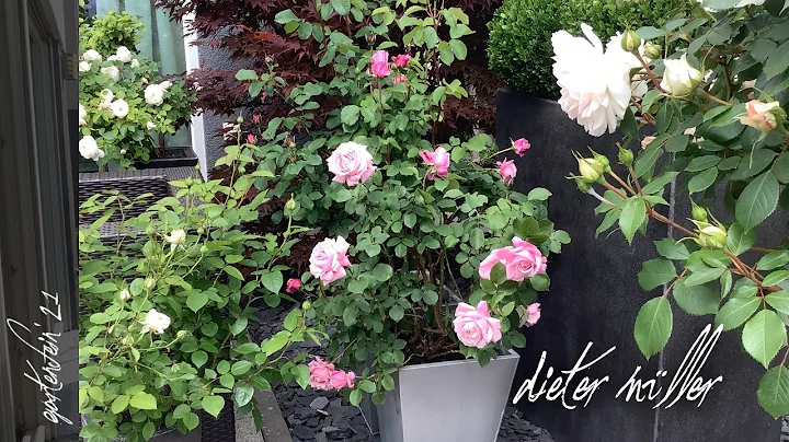Rose Dieter Mller | Bltenstart 2021 | Rosenvideo| ...