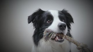 Biotech company develops pill that could extend the life of your dog