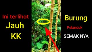 CIGUN VS PELANDUK SEMAK = BERMAIN @BubupatianD