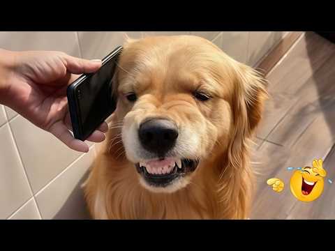 The Funniest Dog of 2026 So Far 😂 NEW Funny Dog Videos