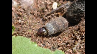 More success with leaf litter sampling