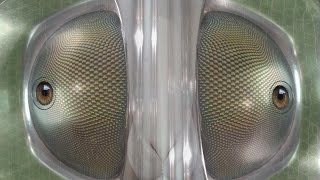 VODOU SPORTS CLUB - KARMA PART 3