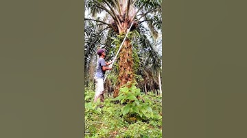 Harvesting palm oil is easy and fast if the sickle is sharp