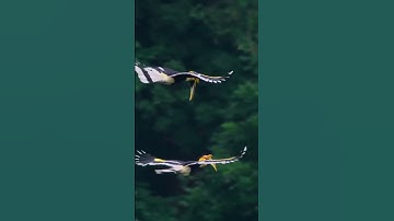 Unbelievable Aerial Battle Unveiled: Discover the Mystery Behind Intense Bird Competition #wildlife