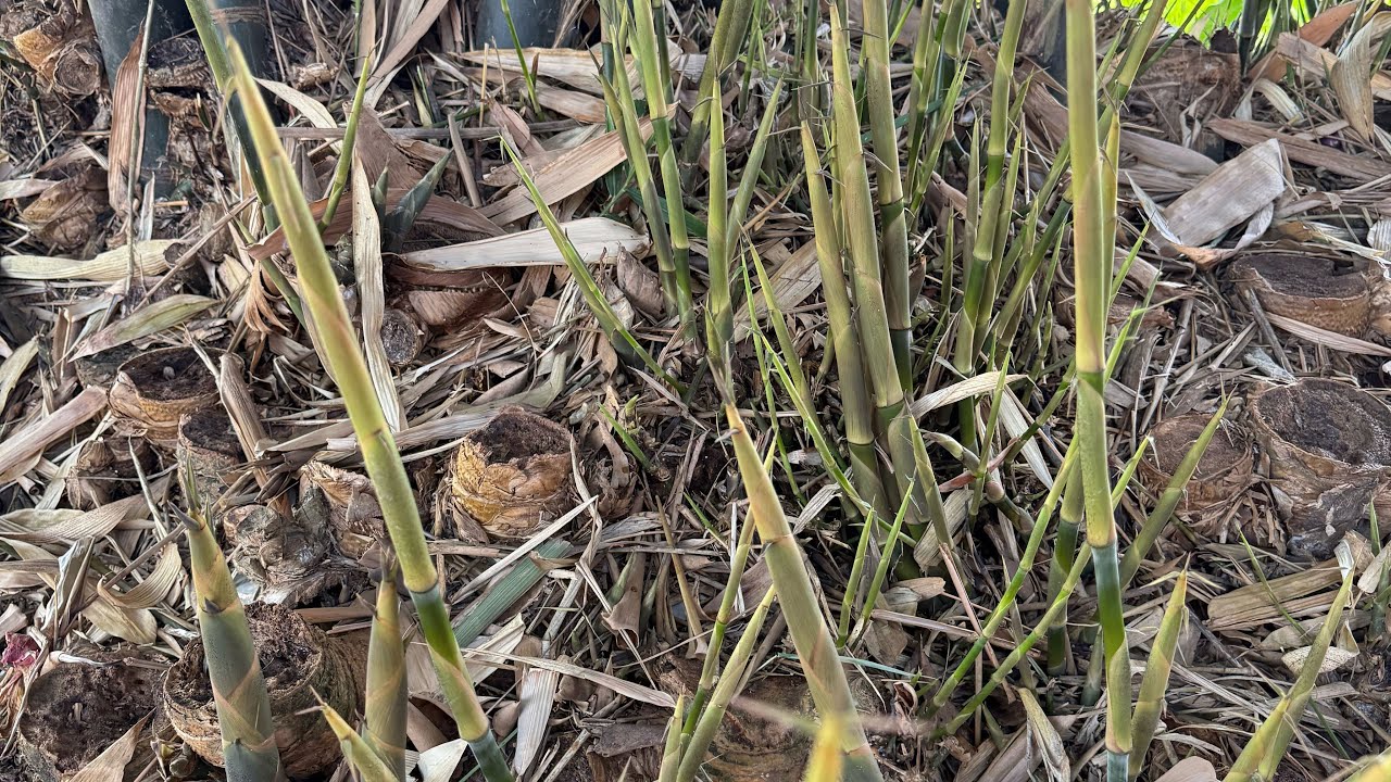 ลูกค้ามาเหมาถึงบ้าน หน่ิอไม้สดๆจากกอ หน่อสวยๆอ่อนๆออกจนจะตัดไม่ไหว