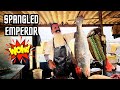 Big size spangled emperor fish cutting techniques  knife skills unleashed