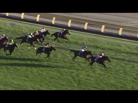 憧憬と屍の道　競馬mad