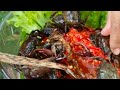 Ms jin su live crabs mukbang