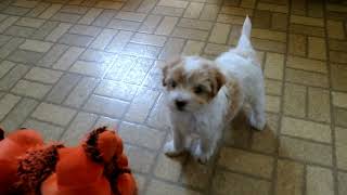 Havapoo Puppies For Sale by Greenfield Puppies 68 views 2 days ago 44 seconds