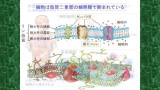 医療大麻講座　第二章　大麻草の薬理効果