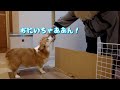病気の愛犬のために長男が突然帰省してきてくれました！
