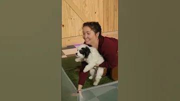 Rhett S Dogs Are Out Of Control 