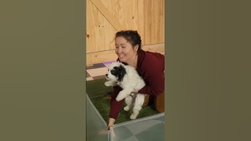 Rhett’s Dogs Are Out Of Control