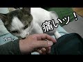 痛いッ!と叫べば噛むのを一瞬止める猫