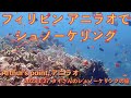 【#62 タイさんのシュノーケリングの旅 】フィリピンのアニラオでシュノーケリング Arthur’s point, Tai's Journey
