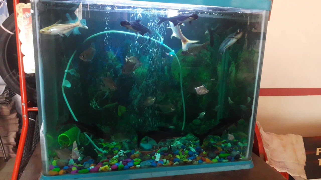 best community fish tank ♡♡ YouTube