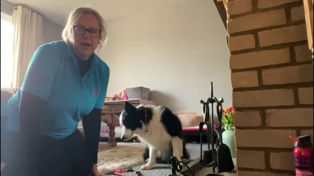 Essential Canine Life Skills - putting on collar and lead