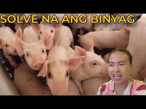 SOLD 20 PIGLETS (For JK'S CHRISTENING) | MMM