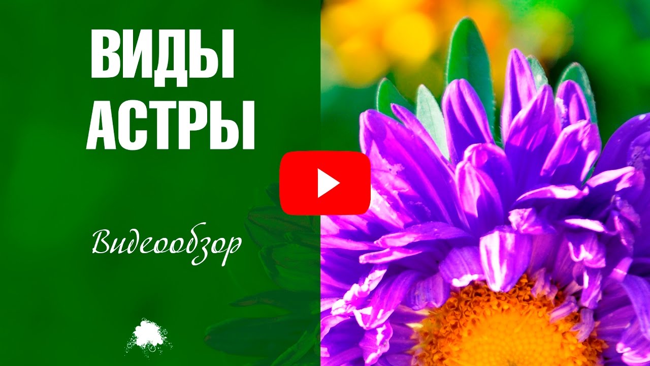 Астры 🌼 Виды и сорта цветов ✅