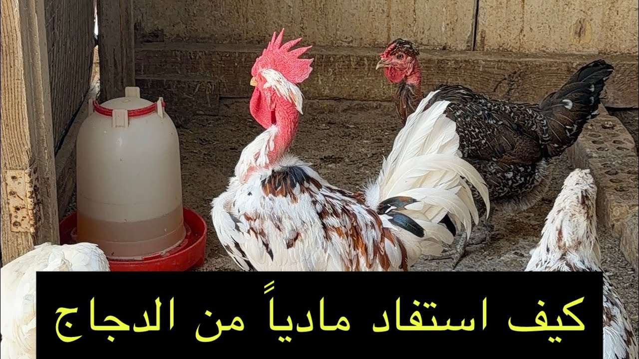 شنو اكثر انواع الدجاج المرغوبة & الديج كم دجاجة ياخذ& شلون استفاد مادياً من الدجاج 🐔🐣 💵 