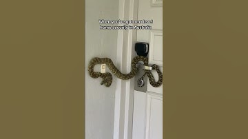 Just another day down under 💪🏼 #fyp #Australia #security #snake #animal #home #nope #wildlife
