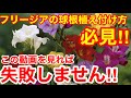 【フリージア 栽培における注意点】一工夫するだけで綺麗に育つ!?︎これから植える方必見!絶対見てください!!︎Ver211【カーメン君】【香り】【芳香性】【フリージア】【園芸】【球根】