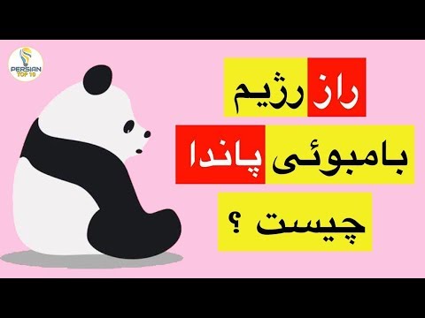 چرا پاندا رژیم گیاه خواری دارد و راز آن چیست؟