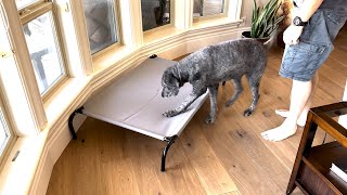 Maizy's First Impressions of the Amazon Basics Elevated Dog Bed