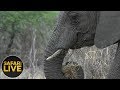 safariLIVE- Sunrise Safari - October 13, 2018