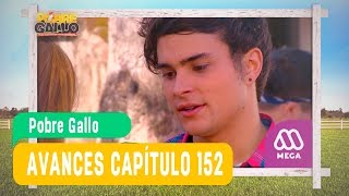 Pobre Gallo - Avance Capítulo 152