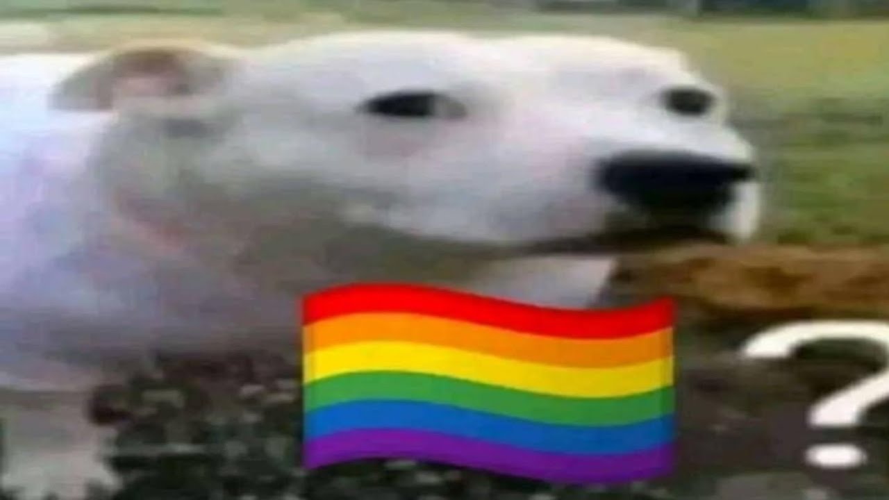 7 Minutos de Compilado de Memes e ShitPosts 🤨🏳️‍🌈 