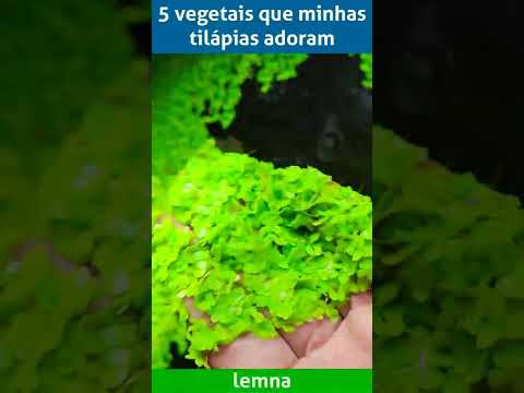 Vídeo: Aquaponic Vegetais: Aprenda sobre vegetais que crescem com peixes