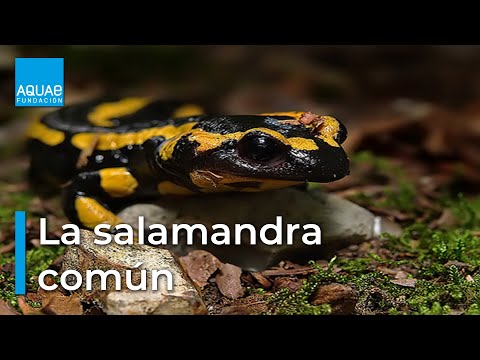Video: ¿Dónde viven las salamandras?
